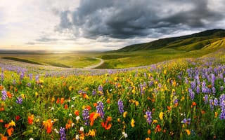 Картинка природа, цветы, поле, весна, пейзажи, небо, облака, восход солнца