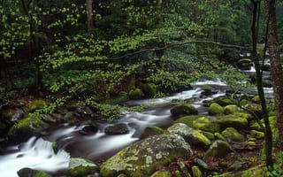 Картинка поток, мох, деревья, река, листва, природа, камни, лес, зелёный