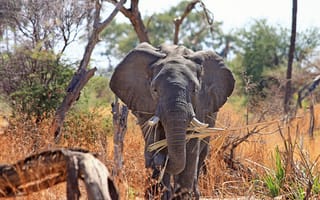 Картинка дикая местность, приключения, животное, африканский слон, животные, джунгли, фотосъёмка дикой природы, дельта реки окаванга, индийский слон, слон, дикая природа, Южная Африка, хоботок, фауна, африканский буш-слон, млекопитающее, большая пятерка, Африка, Сафари, слоны и мамонты, Саванна, бесплатные фотографии