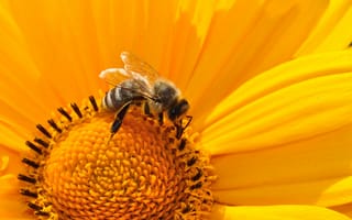 Картинка цветок, растение, беспозвоночный, фауна, фотографии, насекомое, цветения, близко, макро, цветущее растение, лепесток, нектар, мёдоносная пчела, насекомые, семейство маргариток, пыльца, пчела, перепончатокрылое насекомое, желтый, макросъёмка, крупным планом, наземное растение, флора, подсолнечник