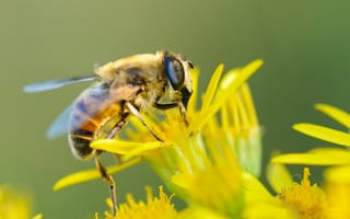 Картинка пчела, опыление, насекомые, цветы, жёлтые цветы