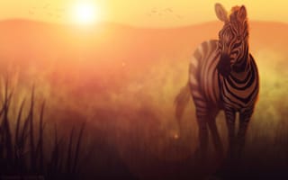 Картинка зебра, закат, животные, произведение искусства, цифровое искусство