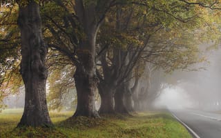 Картинка осень, деревья, туман, дорога