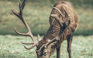 Картинка трава, степь, трофейная охота, позвоночные, белохвостый олень, дикая природа, животные, фауна, пасутся, рог, олень, млекопитающее