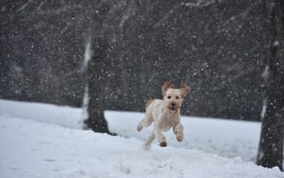 Картинка собаки, животные, снег, зима