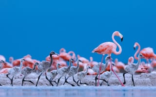 Картинка фламинго, стая, птицы, мелководье, побережье