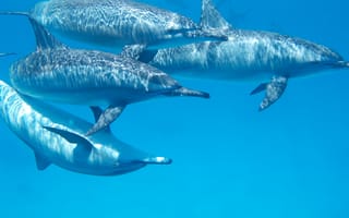 Картинка грубозубый дельфин, море, тукукси, биология моря, млекопитающее, подводный мир, ласт, короткоклювый обыкновенный дельфин, обыкновенный бутылконосый дельфин, плавать, водный, милая, морское млекопитающее, дельфин, интеллектуальные, позвоночные, полосатый дельфин, океан, морской, вода, киты дельфины и морские свиньи, дельфин-спиннер, биология