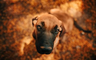 Картинка милый щенок, просмотреть, питомец, собака, осень, размытый, собаки
