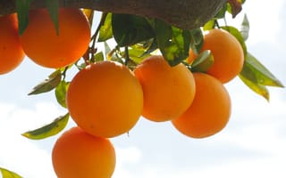 Картинка дерево, ветвь, горький апельсин, плодовое дерево, vitaminhaltig, питание, еда, клементин, бриллиантовый зелёный, мандарин, куст, абрикос, листья, сладкие апельсины, спелый, тангело, сладкая, апельсины, перванш, эстетический, продукт, листва, фруктовый, диоспирос, оранжевый, мандариновый апельсин, растение, хурма, свежий, лето, цитрусовые, rutaceae, цитрусовое дерево, витамин c, тропический фрукт, кумкват, средиземноморье, наземное растение, здорового, цветущее растение
