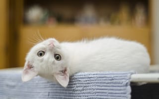 Картинка кошки мелких и средних размеров, котенок, нос, белый, кошки, крупным планом, позвоночные, кошачий, кошкообразные, симпатичная кошка, милая, кошка, кожа, усы, млекопитающее