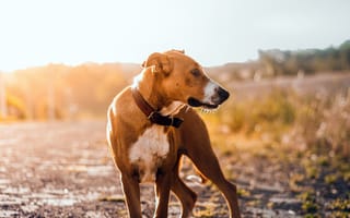 Картинка собака, глядит в сторону, солнечный свет, собаки, на открытом воздухе