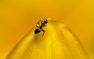 Картинка муравей, лепесток цветка, насекомое, макро, желтый