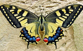 Картинка природа, крыло, монархическая бабочка, голубянки, дикая природа, бесплатные фотографии, беспозвоночный, крылья, опылитель, чешуекрылые, colias, жук, бабочка ласточкин хвост, насекомые, желтый, мотыльки и бабочки, членистоногое, ласточкин хвост, насекомое, бабочка, красочный, фауна, макросъёмка, черный