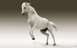 Картинка млекопитающее, лошадь, животное, ездить, белый, жеребец, голова лошади, животные, лошадь мустанг, лошадь как млекопитающее, муфта, кобыла, дикая природа, грива