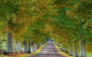 Картинка Швеция, дорога, деревья, осень, пейзажи