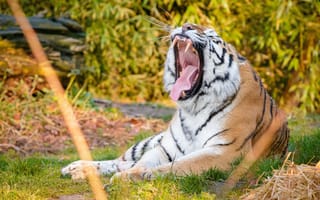 Картинка тигр, зевать, трава, большие кошки, хищник, кошки, клыки