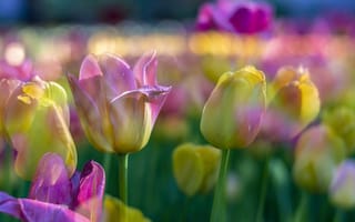 Картинка разноцветные тюльпаны, размытый, туманный, цветы, поле