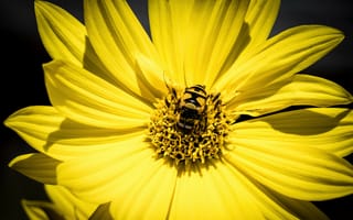 Картинка пчела, жёлтые цветы, макро, насекомое, цветы, журчалка цветочная