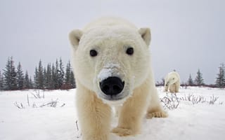 Картинка белый медведь, милая, животные, снег, морда, канада