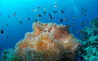 Картинка море, океан, рыбы кораллового рифа, подводный, каменистый коралл, окружающая природа, биология, коралловый риф, дайвинг, риф, подводное, кораллы, беспозвоночный, морская анемона, среда обитания, подводный мир, биология моря, бесплатные фотографии