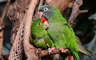 Картинка пара, два попугая, птицы, обнимаются, зеленые попугаи, бесплатные фотографии