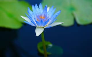 Картинка голубая водяная лилия, листья, плавающий, цветы
