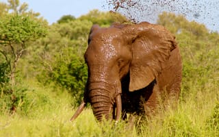 Картинка животное, дикая природа, индийский слон, большие уши, Саванна, дикие, слоны и мамонты, деревья, зелёная листва, грязь, пастбище, дикие звери, слон, млекопитающее, животные, африканский слон, Сафари