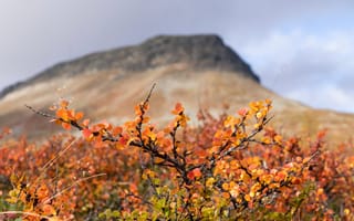 Картинка холмы, финляндия, осень, береза, пейзажи