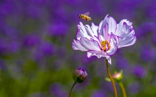 Картинка пчела, белый цветок, насекомое, насекомые, опыление, лепестки