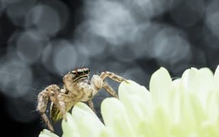 Картинка паук, размытый, насекомые, макро, фотографии, насекомое