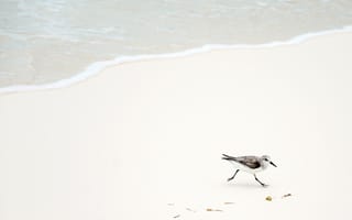 Картинка пляж, море, птицы, белый, птица, крыло, песок