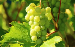 Картинка виноград, виноградник, виноградные лозы, запасы винограда, зелёный виноград, цветущее растение, древесное растение, еда, виноградная лоза, кустарник, виноградарство, наземное растение