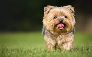 Картинка щенок, язык, собаки, трава, милая