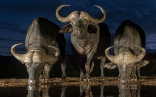 Картинка Буффало, водопой, Африканский буйвол, парнокопытные, Зиманга, Южная Африка, рогатый скот, животные, ночь