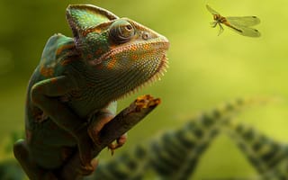Картинка хамелеон, рептилия, насекомое, макро, зелёный, фотографии, животные