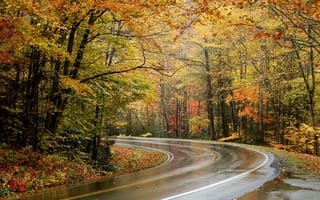 Картинка Осень, лес, дорога, деревья, пейзаж