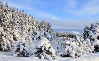 Картинка снег, поле, деревья, небо, облака, пейзажи, ели, зима