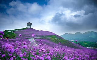 Картинка фиолетовые цветы, поле, милая, пейзажи, облака