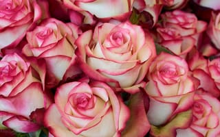Картинка розовая роза, лепестки, близко, цветы