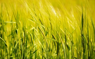Картинка пшеничное поле, зелёный, пахотная земля, природа, свежие