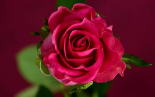 Картинка цветок, растение, наземное растение, роза, флористика, цветения, цветение розы, розовая семья, красочный, розовый, садовые розы, цветущее растение, цветы, крупным планом, макросъёмка, роза сентифолия, лепесток, красный, цветение роз, флора, флорибунда, заказ роз, Бесплатные изображения