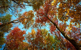 Картинка осень, взгляд со стороны, бесплатные, природа, деревья