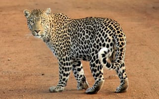 Картинка животное, дикая природа, хищник, кошкообразные, кошачий, кошки, гепард, леопардовые пятна, фауна, дикие, млекопитающее, большие кошки, леопард, бесплатные, Сафари, Jaguar, позвоночные, джунгли
