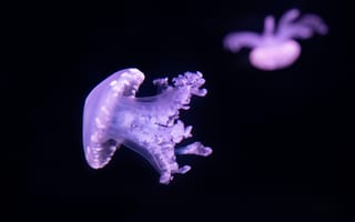 Картинка подводный, фиолетовая медуза, бесплатные, подводный мир, темно-синий