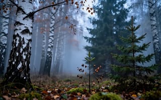 Картинка лес, туман, покой, осень, ноябрь, деревья, сумерки, таинственность, мгла, одиночество, нейросеть, почва, сырость, опавшие листья, елочка, листья, 4k, 1920х1080, 2k, пейзаж, ствол, природа, ель, тишина, кора, заставка на телефон, земля, атмосфера, береза