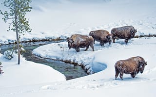 Картинка бизонов, зима, животные, пейзажи, национальный парк йеллоустоун, США
