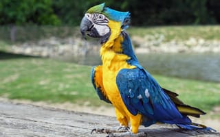 Картинка попугай, голубые крылья, настроение, веселый попугай, бесплатные фотографии, птицы
