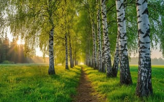 Картинка пейзаж, природа, HD, поле, утренний свет, березы, тропинка, ИИ, нейросеть, деревья, 4k, утро, свежесть, луг, лес, закат, свет сквозь деревья, яркий день, иллюстрация, рабочий стол, солнце, зеленая трава, 16:9, гармония, покой, 1920х1080, рассвет, лето, аллея, арт, березовая роща, 2k, весна, восход, солнечные лучи, листва, лесная тропа