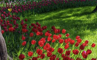 Картинка красочный, сад тюльпанов, бесплатные, цветы, летний день