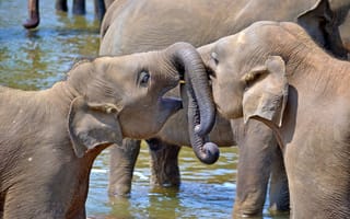 Картинка фауна, африканский слон, зоопарк, слон, молодые слоны, бесплатные фотографии, махаут, позвоночные, Шри-Ланка, индийский слон, дикая природа, маленькие слонята, слоны и мамонты, млекопитающее, Сафари, животные, слоны-сироты, цейлон